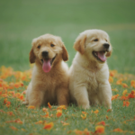pets 3